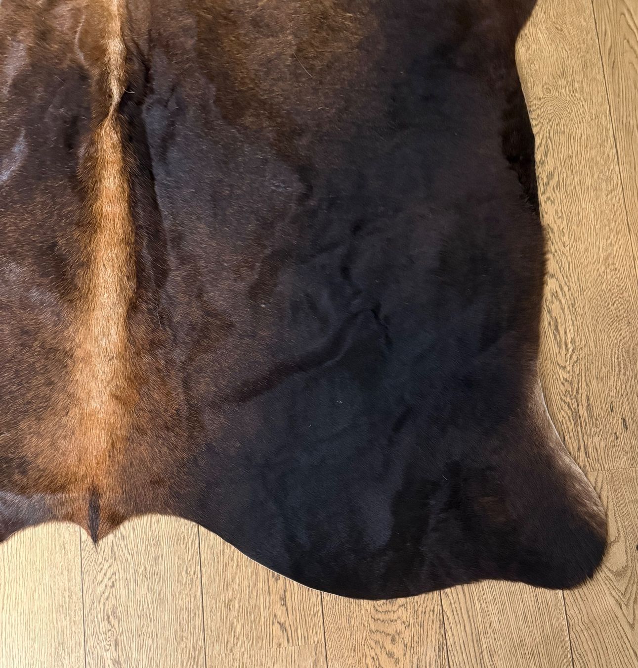Tappeti: Echtes Kuhfell braun schwarz – Usato da Basel venduto da karpfen17 2