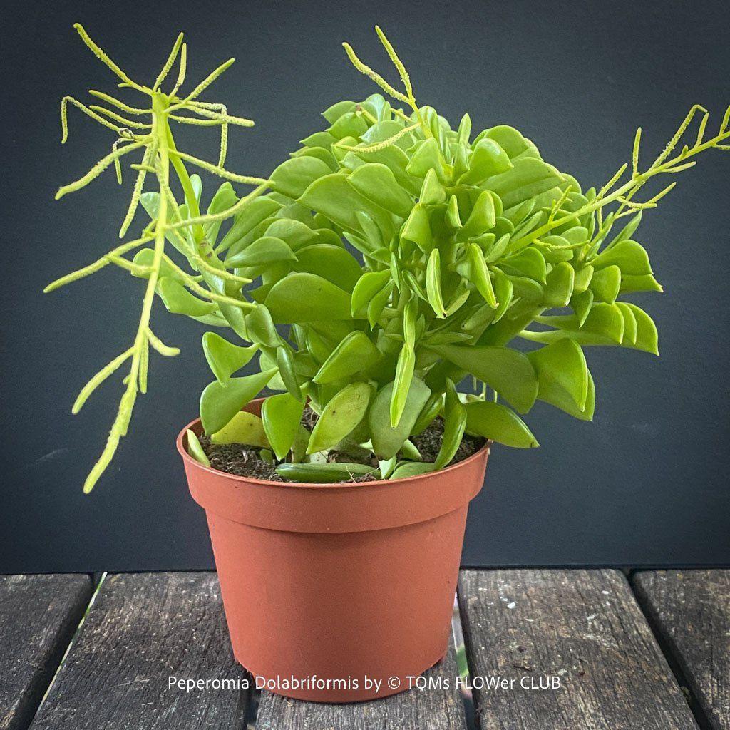 Pflanzen & Samen: Peperomia dolabriformis - "Prayer Pepper" – Neu und originalverpackt aus Adliswil von TAKEYOURPLANT 1