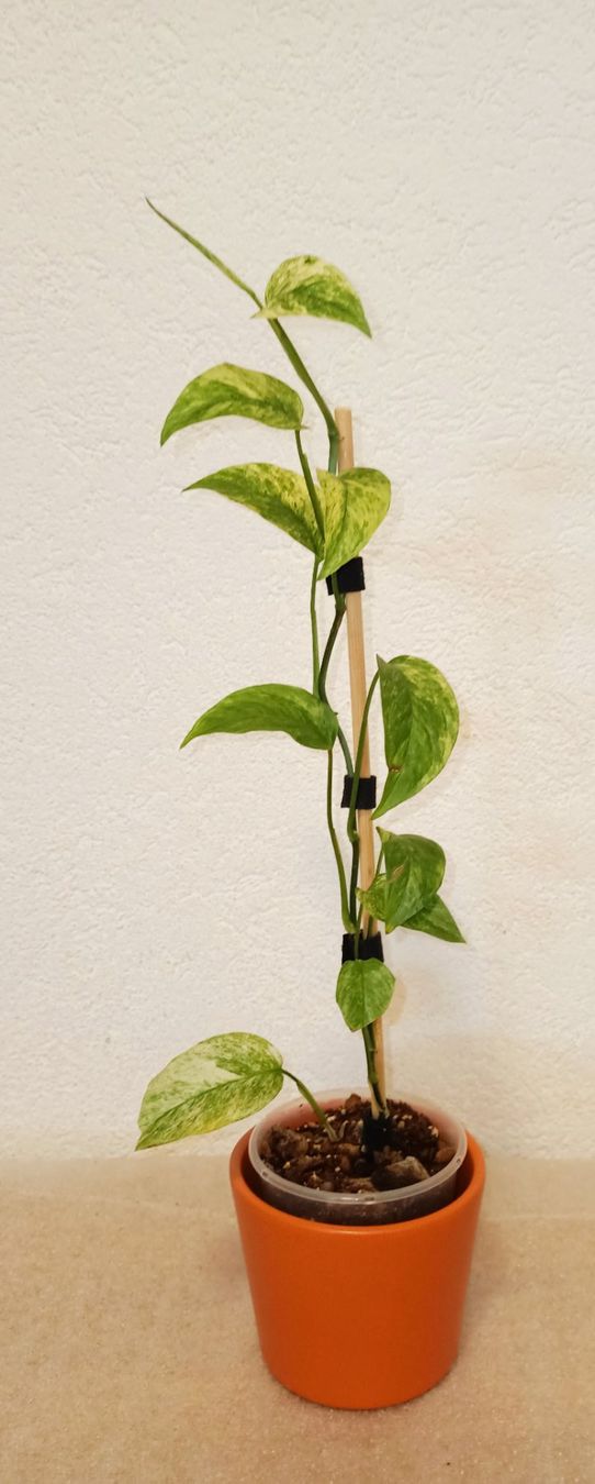 Piante & sementi: Monstera Laniata Mint Variegata – Nuovo (secondo la descrizione) da schöftland venduto da UniquePlants