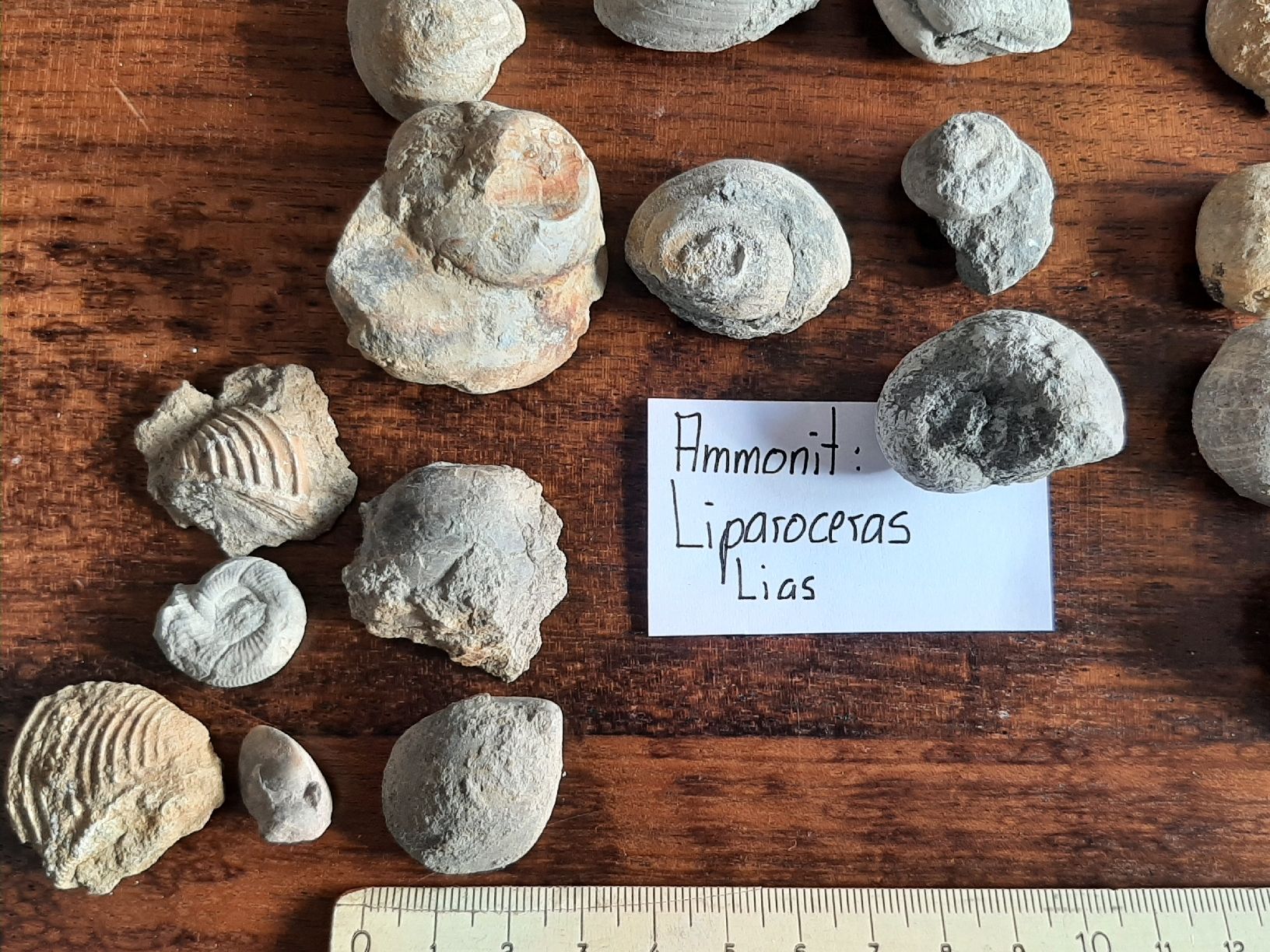 Fossili: Kleine Fossilien Sammlung – Usato da Rickenbach BL venduto da Oktober68 3