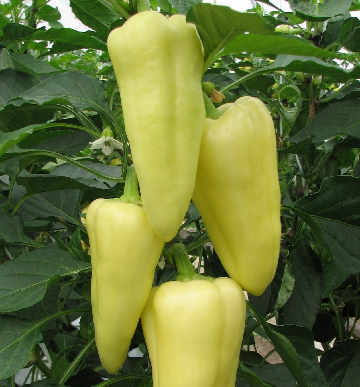 Piante & sementi: 30 Samen Paprika Süss NOVA Grün – Nuovo (secondo la descrizione) da Ehrendingen venduto da VerveinaSamen 5