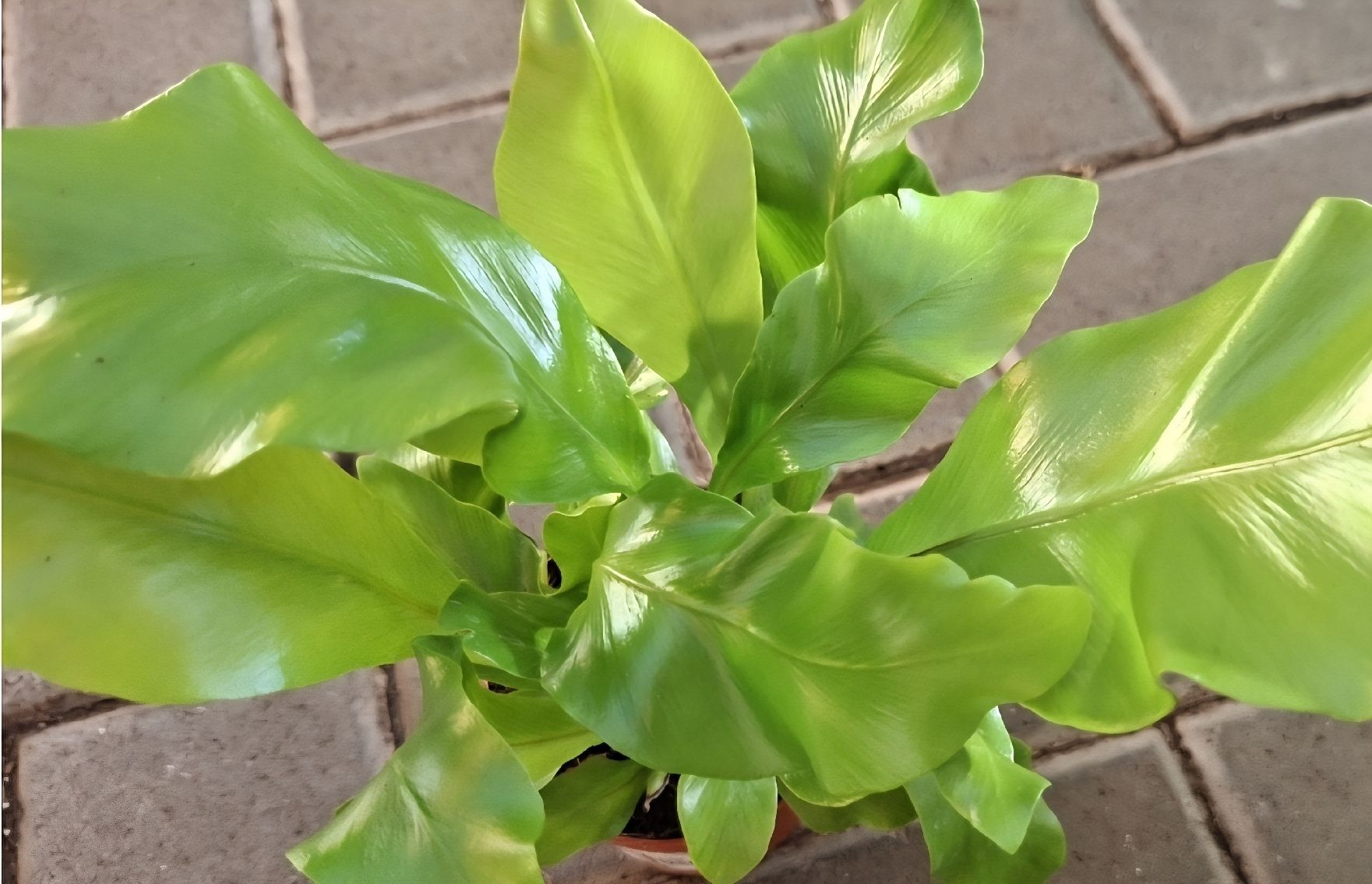 Piante & sementi: Zimmerpflanze: "Asplenium Nidus", H 15 cm – Nuovo e nell'imballaggio originale da Rovio venduto da POSITIFFARTandPLANTS 4