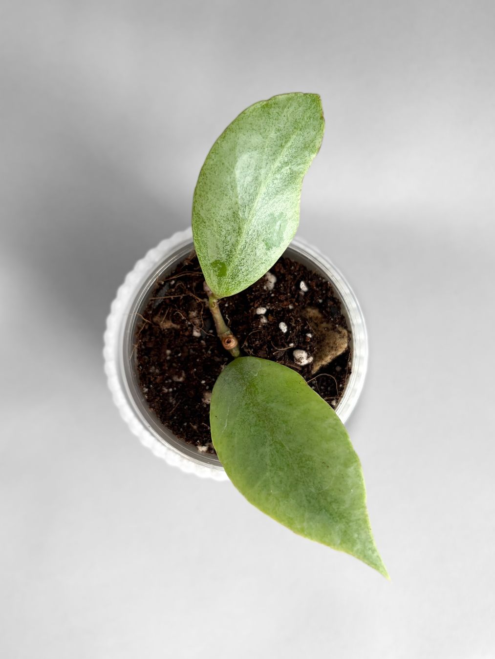 Piante & sementi: Hoya Libra Sun – Nuovo (secondo la descrizione) da Seuzach venduto da animaplants 1