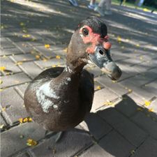 Profile image of eddi.o