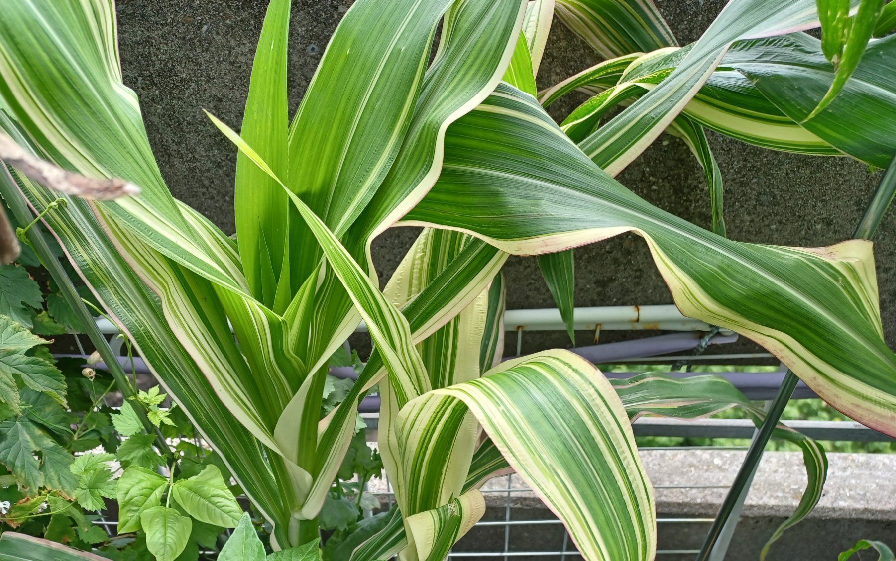 Piante & sementi: Samen Mais  Variegata 5 Stk. – Usato da Schwaderloch venduto da bademeister79 1