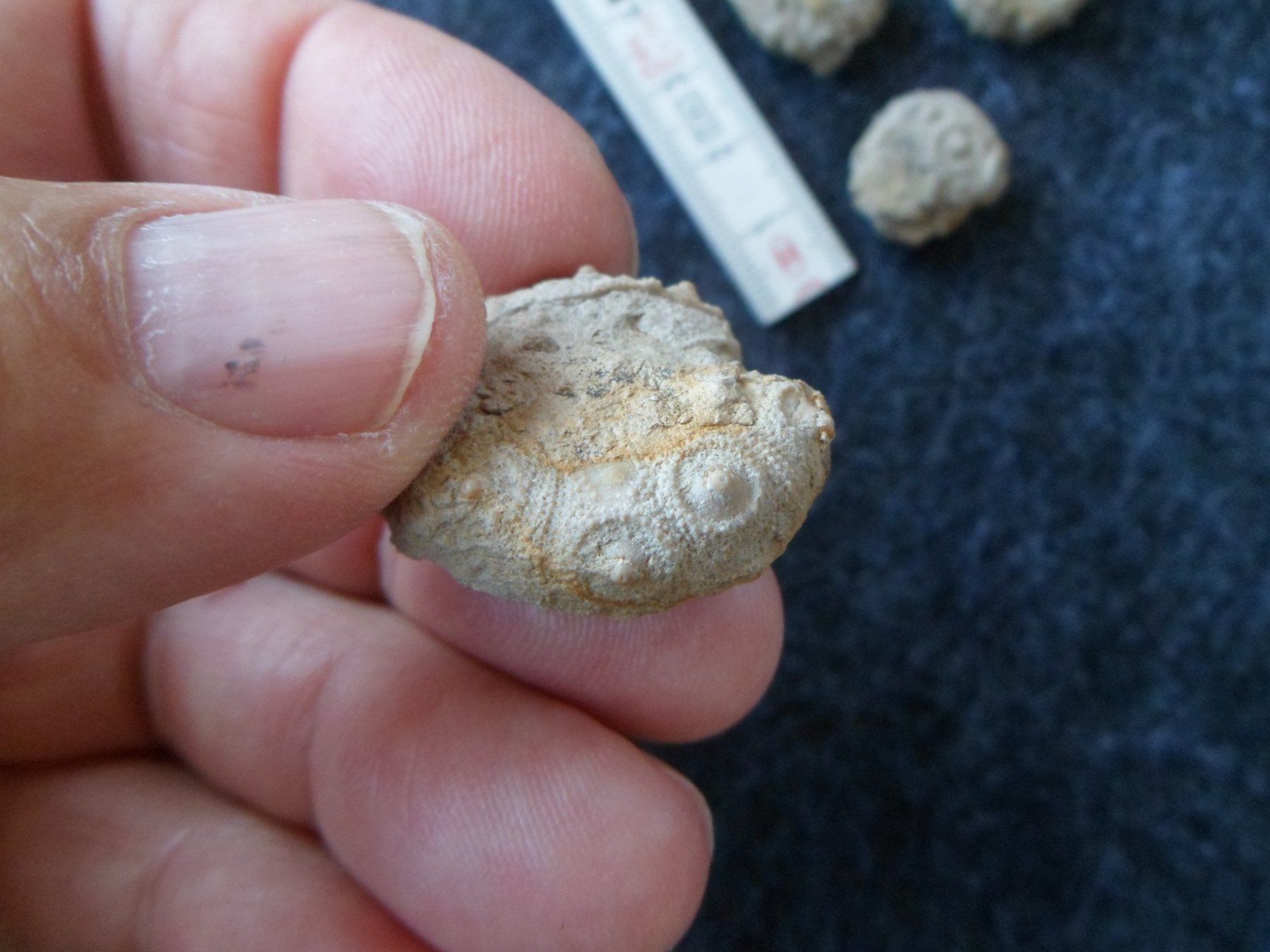 Fossiles: Fossil Seeigel Schweiz – D'occasion à Affoltern am Albis par Fossil60 2