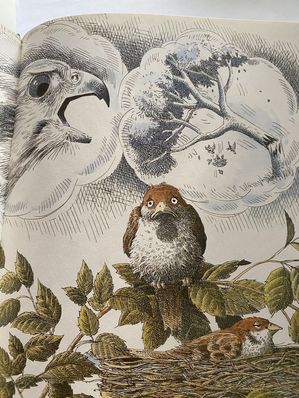 Libri: Der ängstliche kleine Spatz – Nuovo (secondo la descrizione) da Sachseln venduto da basti1950 6
