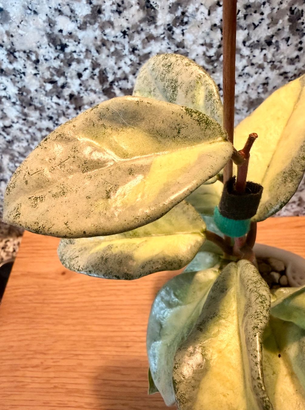 Piante & sementi: Hoya Argentea princess – Usato da Kaiseraugst venduto da dka_b97z 1