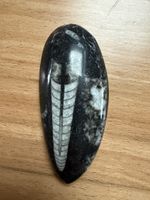 Orthoceras