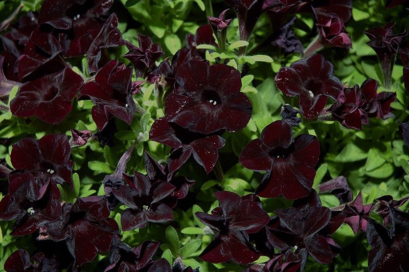 Piante & sementi: 10 Petunia SOPHISTICA BLACKBERRY Samen ( Pellets ) – Nuovo (secondo la descrizione) da Ehrendingen venduto da VerveinaSamen 4