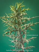 Euphorbia Stenoclada – Silberdorn aus Madagaskar - STECKLING