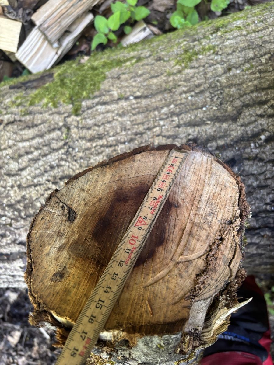 Articoli in legno: 2 Obstbaumstämme – Usato da Wil SG venduto da mario.wick 4