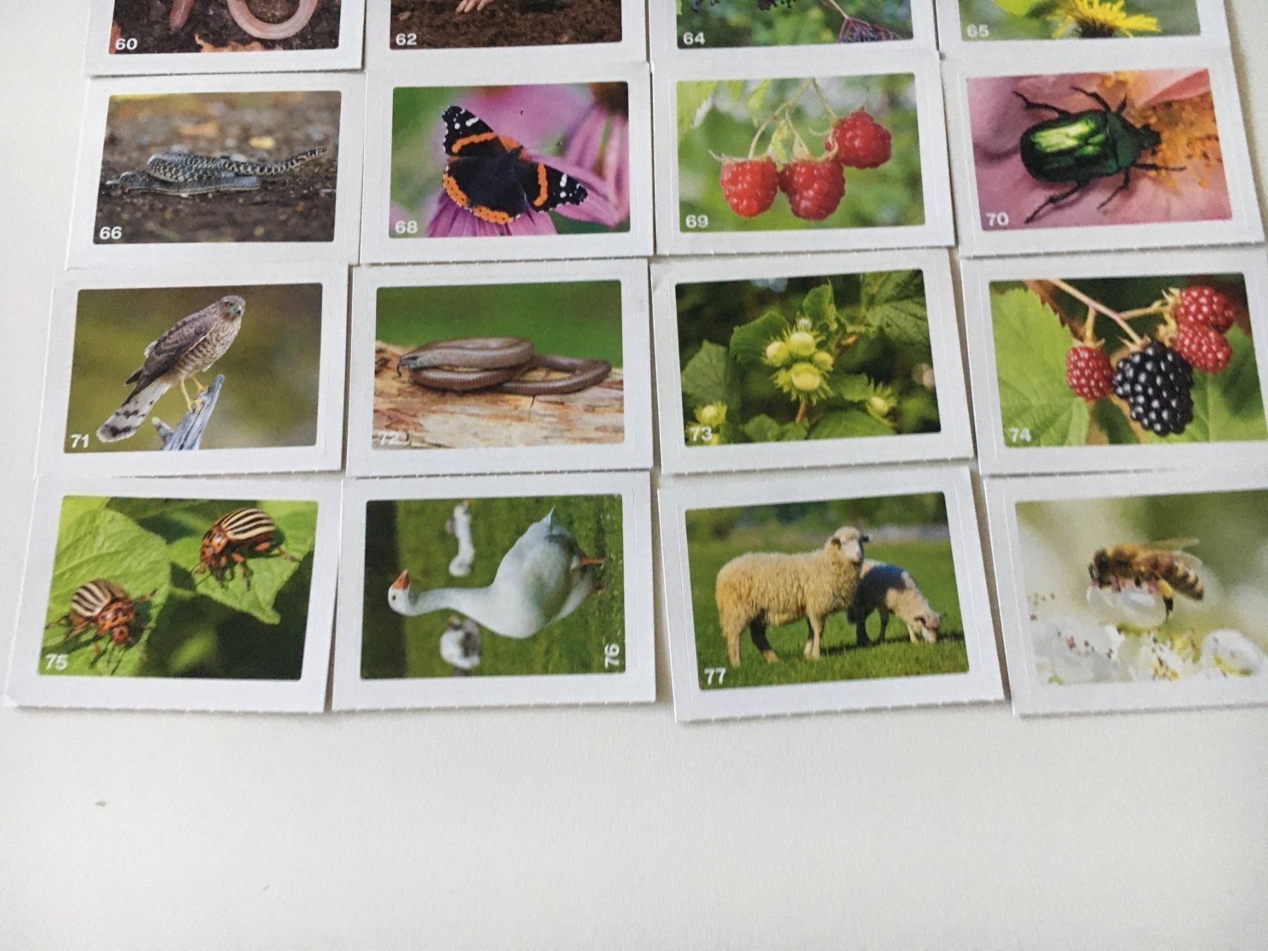 Migros Sammelbilder & Trading cards: Migros Nature Detectives Bildli 20Stück – Neu (gemäss Beschreibung) aus Dällikon von dahi1 2