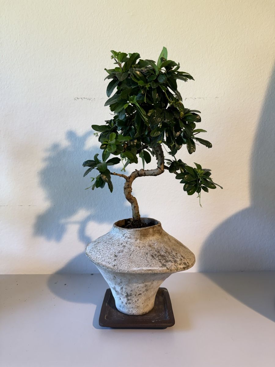Pflanzen & Samen: Fukientee Bonsai im Topf mit Untersetzer – Gebraucht aus Rümlang von Gruseh.ch 1