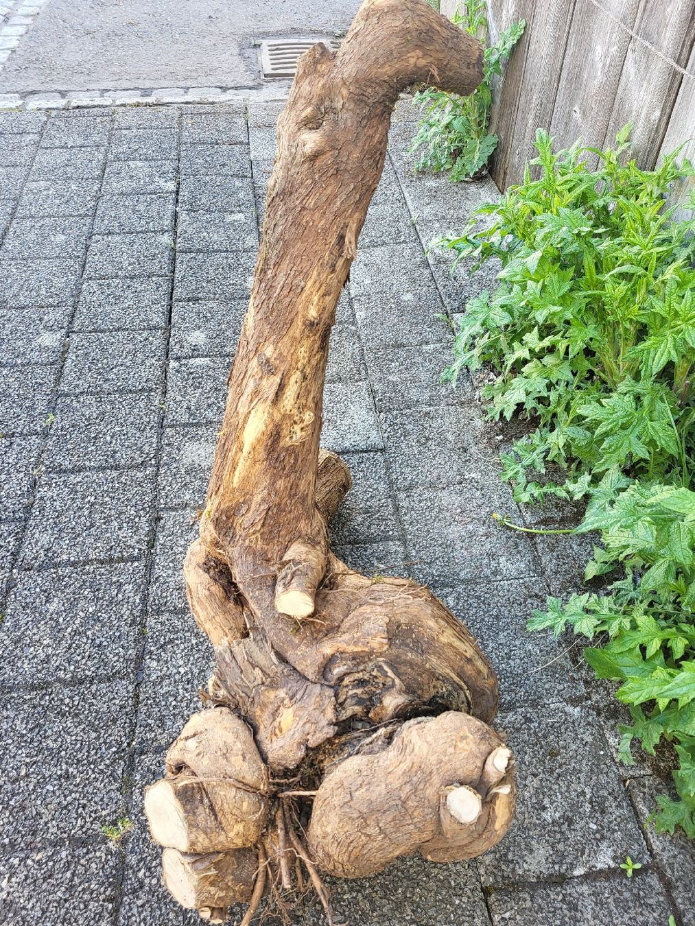 Articoli in legno: Drechselholz Flieder – Nuovo (secondo la descrizione) da Bubikon venduto da Munze1