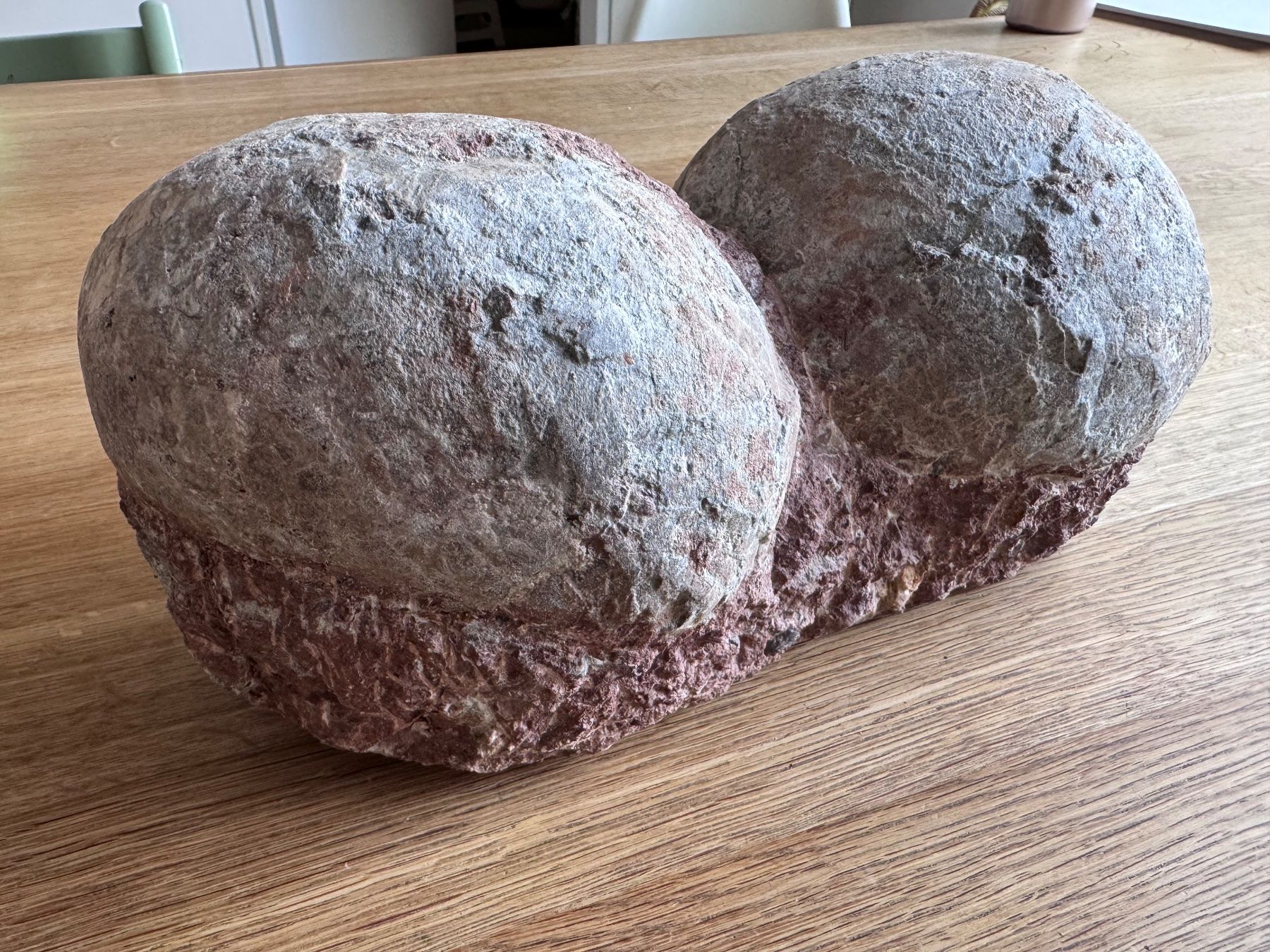 Fossili: Dinosaurier Fossil - Hadrosaurus/Dendroolithus Eier – Usato da Zürich venduto da xevious69 1