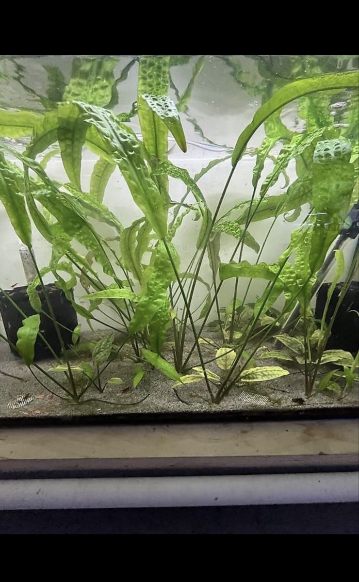 Piante & sementi: Cryptocoryne hudoroi Aquarienpflanzen – Usato da Merenschwand venduto da vin_p6jy