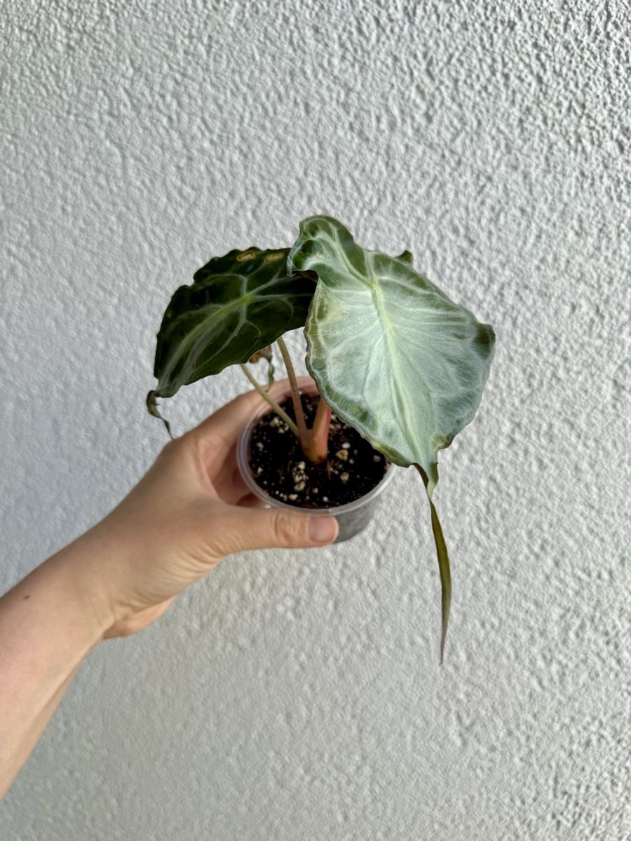 Piante & sementi: Alocasia Venom  – Nuovo (secondo la descrizione) da La Tour-de-Trême venduto da LyAmy 3