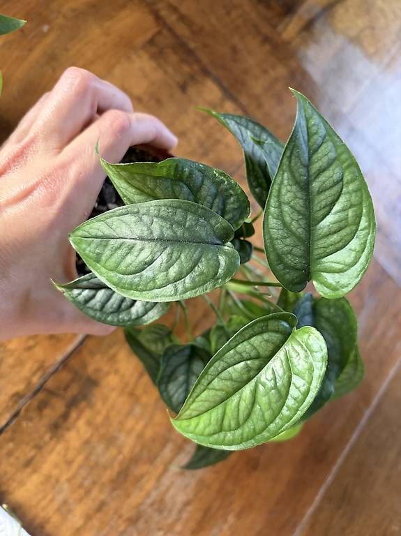 Pflanzen & Samen: Monstera Siltepecana – Gebraucht aus Winterthur von monaG11 2