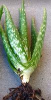 1 stk BABY 20 CM ALOE VERA CHINESISCHE