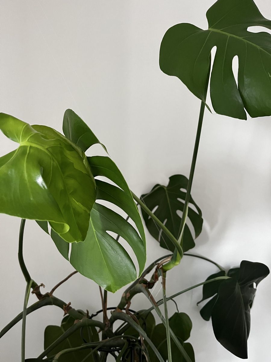 Piante & sementi: Monstera XL – Usato da Zürich venduto da eil_n85s 2