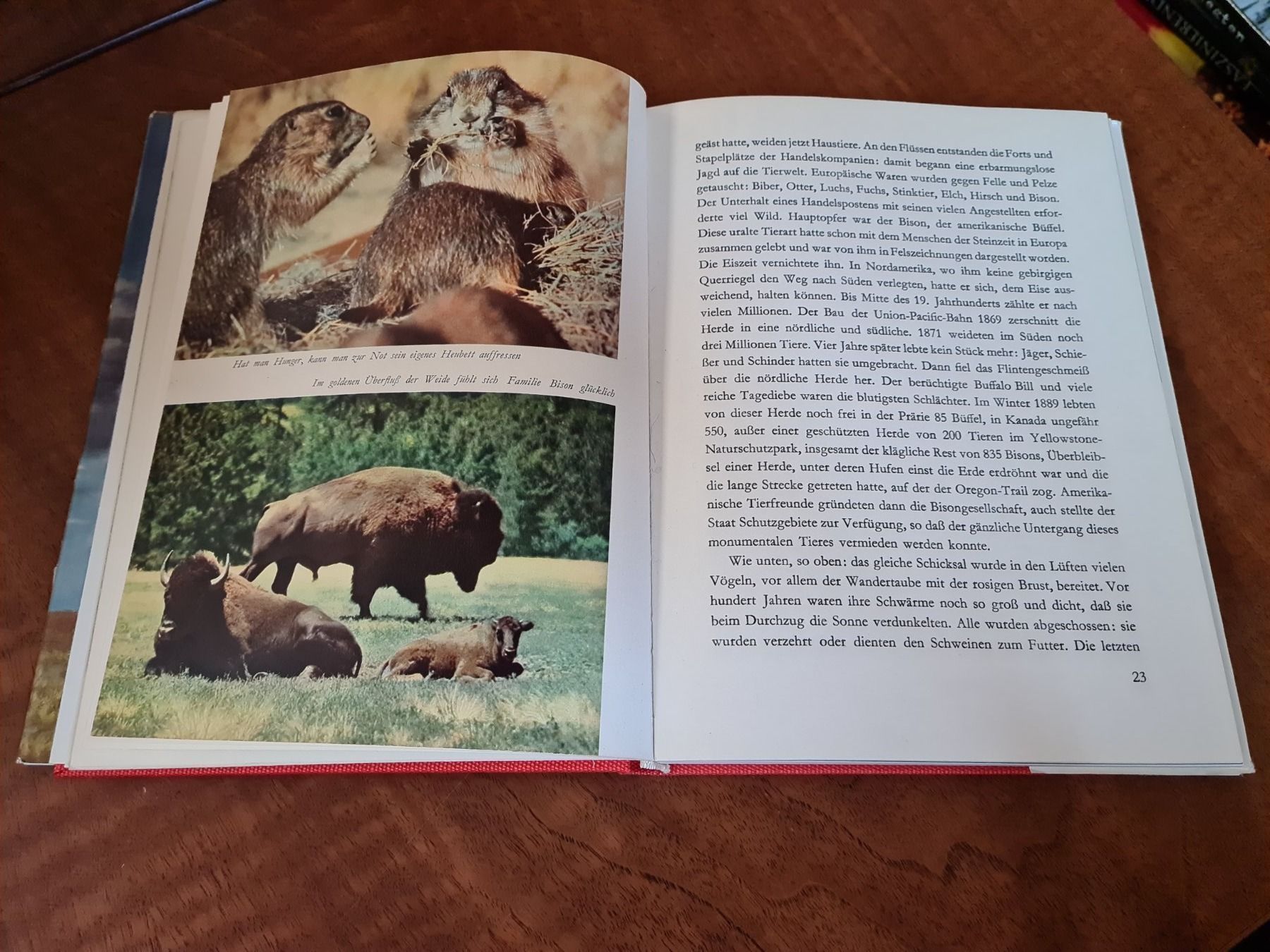 Libri: Wunder der Prärie – Usato da Erstfeld venduto da Uhu1980 2