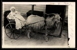 Foto-AK Ziege mit Wagen zieht ein Kleink