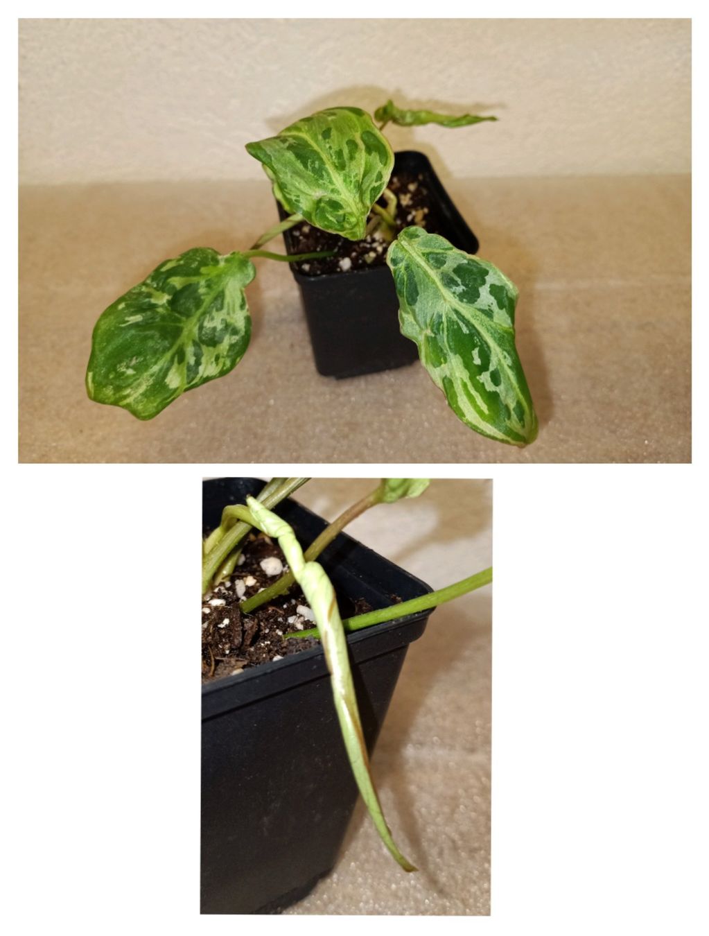 Piante & sementi: Philodendron Gloriosum Variegata  Snow Leopard – Nuovo (secondo la descrizione) da schöftland venduto da UniquePlants