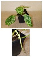 Philodendron Gloriosum Variegata  Snow Leopard