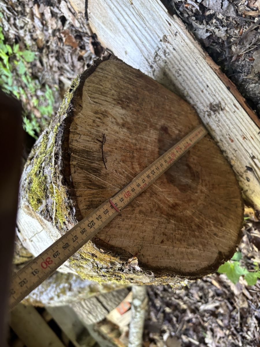 Articoli in legno: 2 Obstbaumstämme – Usato da Wil SG venduto da mario.wick 3