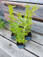 Granatapfel - Punica granatum "Lyubimy" - 3 Pflanzen