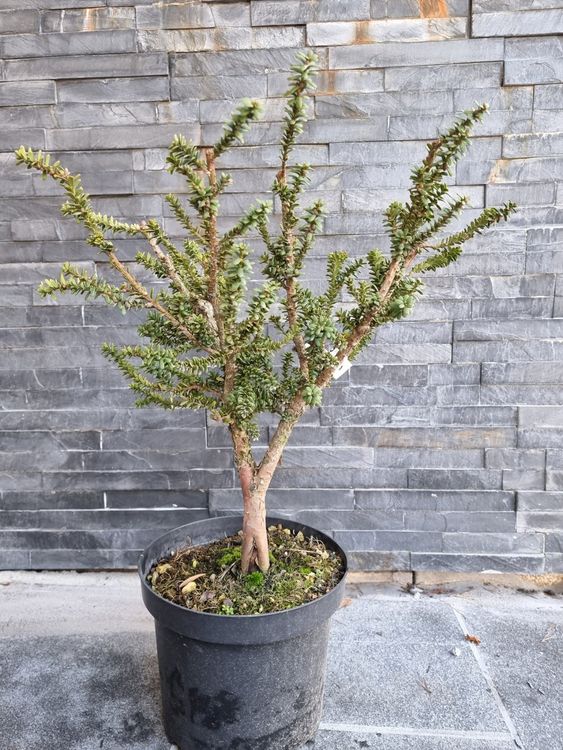 Bonsai Eibe "Amersfoort" Kaufen auf Ricardo