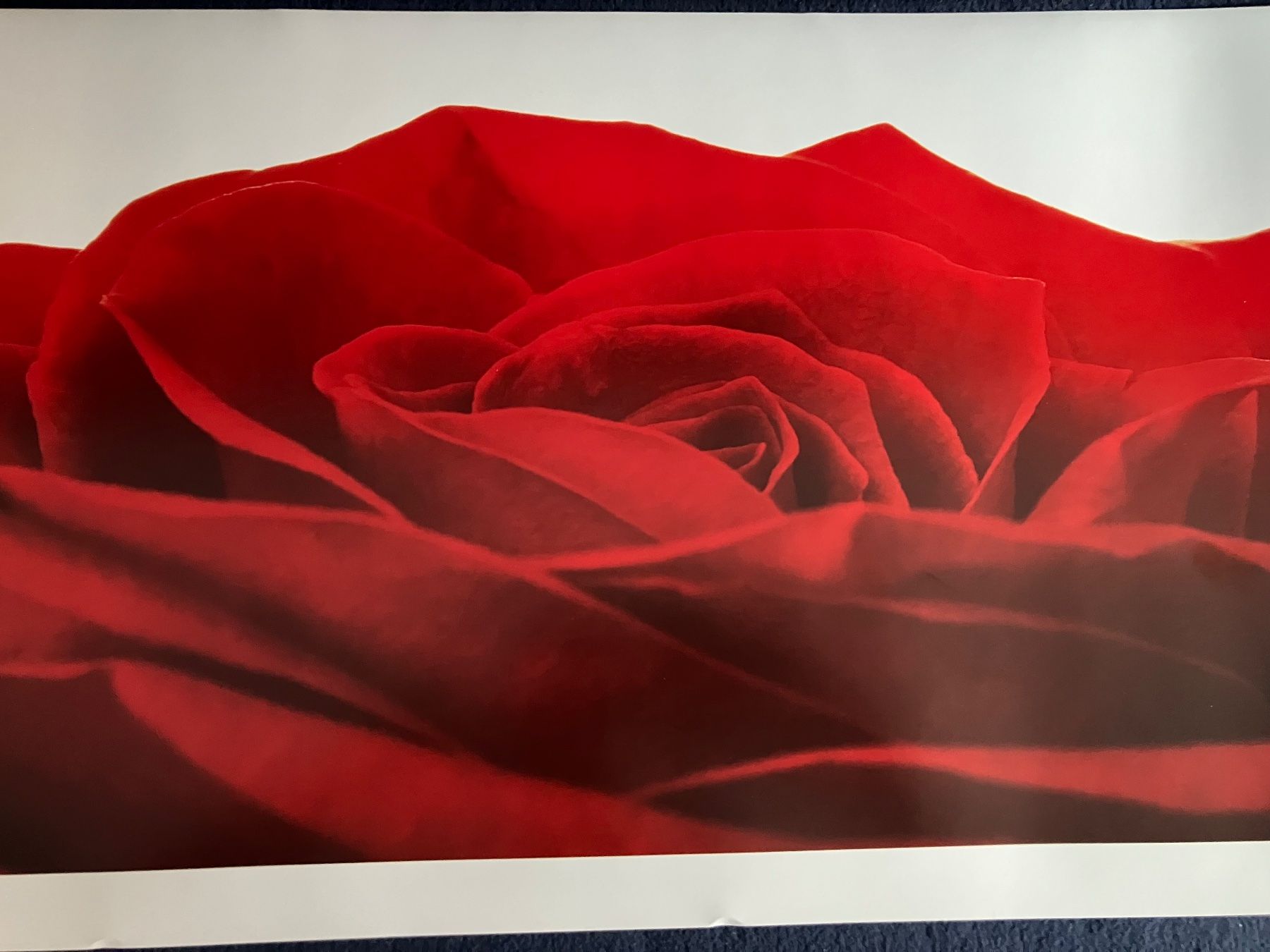 Foto & Immagini: Poster mit Motiv Rose 33x95 cm – Nuovo (secondo la descrizione) da Kloten venduto da dkra 2