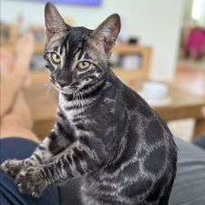Profile image of Brogy