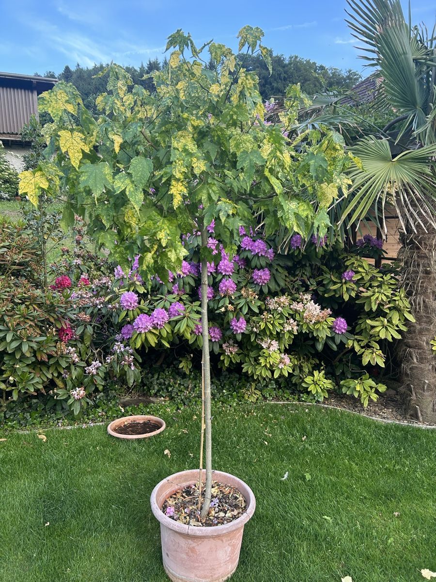 Pflanzen & Samen: Abutilon orange – Gebraucht aus Kirchleerau von Moritz15A
