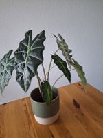 Alocasia Amazonica rhizome (2) 🌱