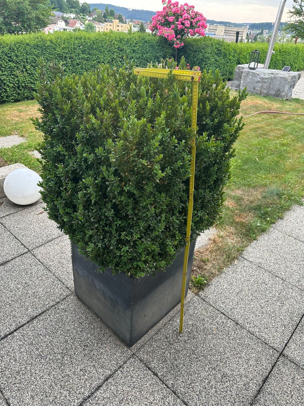 Piante & sementi: Buchsbaum im Topf – Usato da Oftringen venduto da umara 1