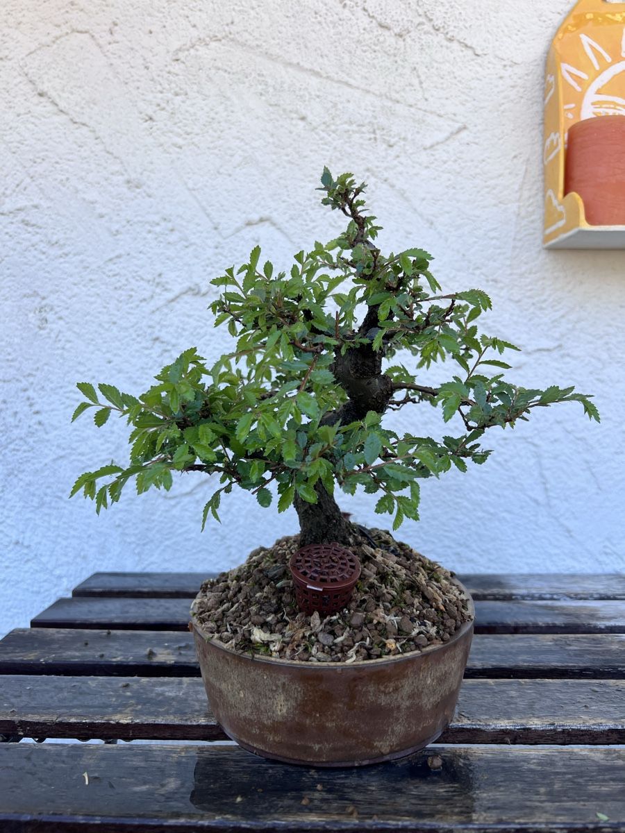 Piante & sementi: Chinese Elm Bonsai – Usato da Genève venduto da dan_tt69 2