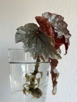 Begonia ‚Looking Glass‘ - gut bewurzelter Steckling #2
