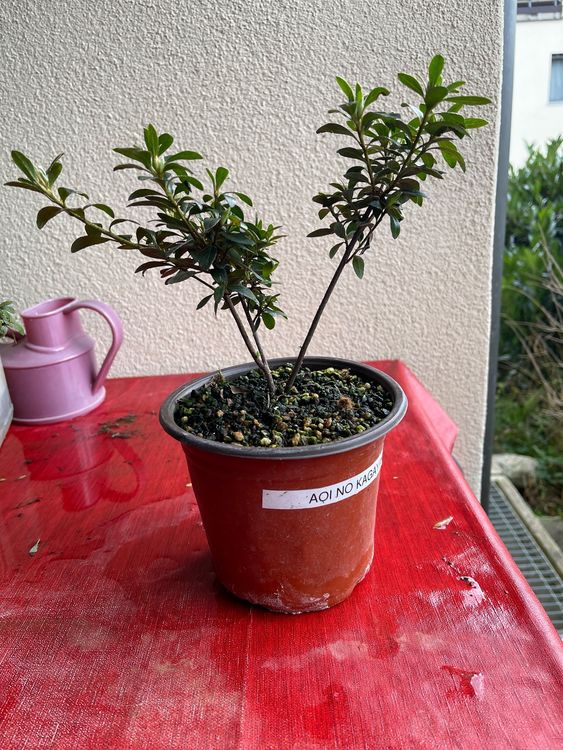 Azalea Satsuki ab 1. Kaufen auf Ricardo