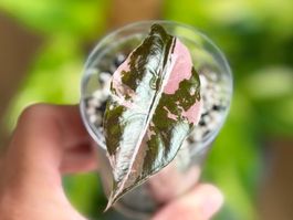 Alocasia Chantrieri Pink Variegata nr.2