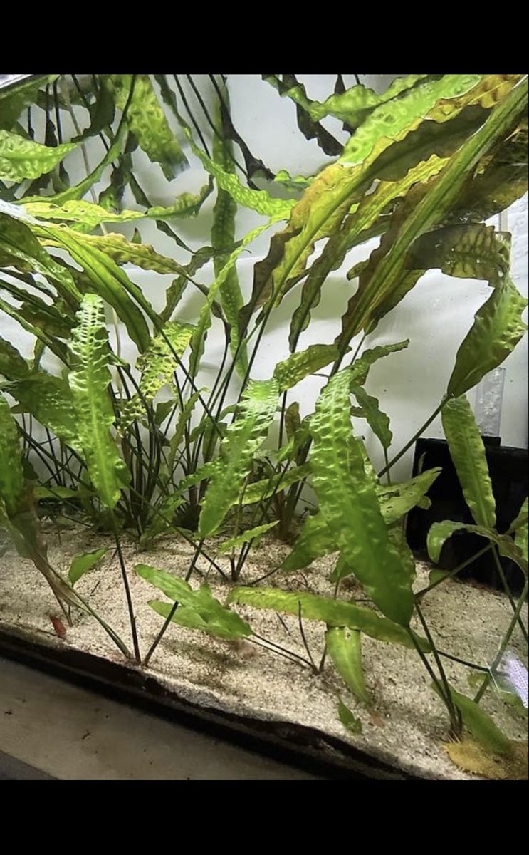 Piante & sementi: Cryptocoryne hudoroi Aquarienpflanzen – Usato da Merenschwand venduto da vin_p6jy 2
