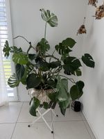 Grosse Monstera delicioso