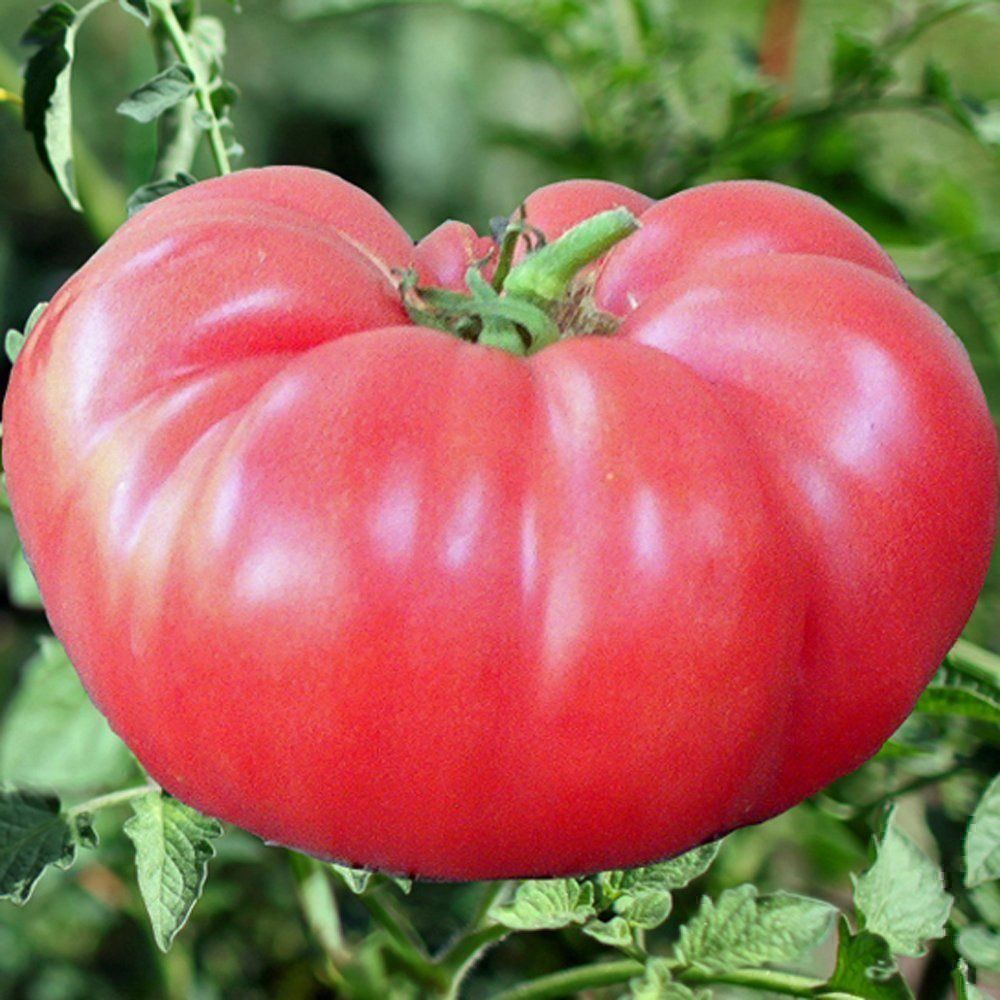 Piante & sementi: 50 Samen PINK PONDEROSA Tomate – Nuovo (secondo la descrizione) da Ehrendingen venduto da VerveinaSamen 6