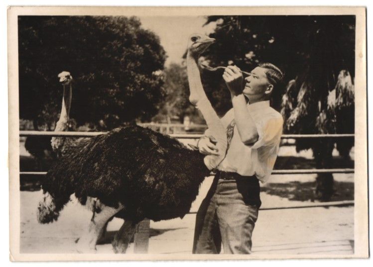 Fotografie & Manifesti: Fotografie Vogel Strauss hat einen Tenni – Usato da Berlin venduto da bartko-reher