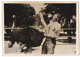 Fotografie Vogel Strauss hat einen Tenni