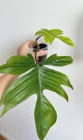 Philodendron Florida🤩