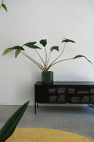 Zimmerpflanze: Pfeilblatt (Alocasia Zebrina)