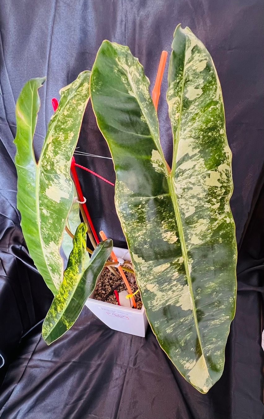 Piante & sementi: Philodendron Billietiae variegated – Usato da Zofingen venduto da Erfolg1957 3