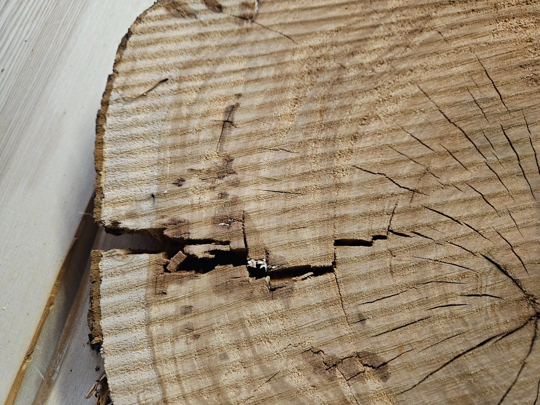 Holzartikel: Baumscheibe Kirschbaum Holz – Neu (gemäss Beschreibung) aus Schangnau von egli6.2 3